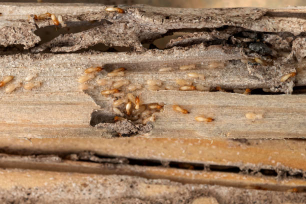 Best Wasp Removal Services  in Mansfield, TX